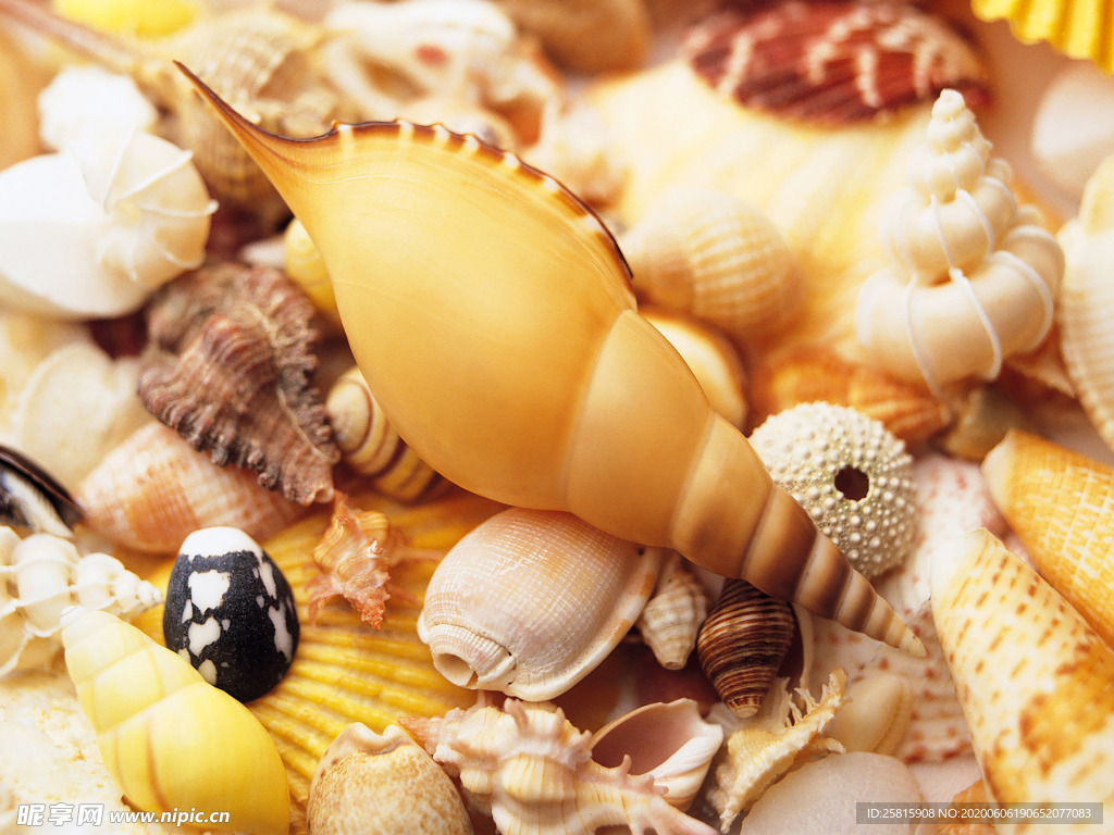 贝壳海螺唯美图片