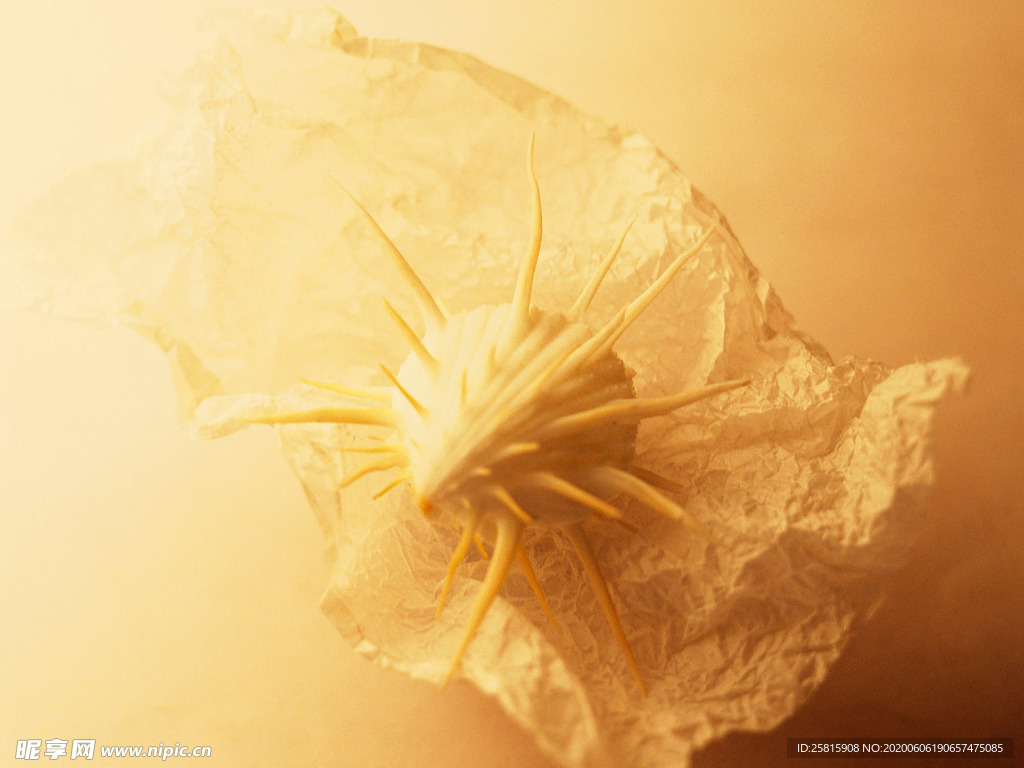 贝壳海螺唯美图片