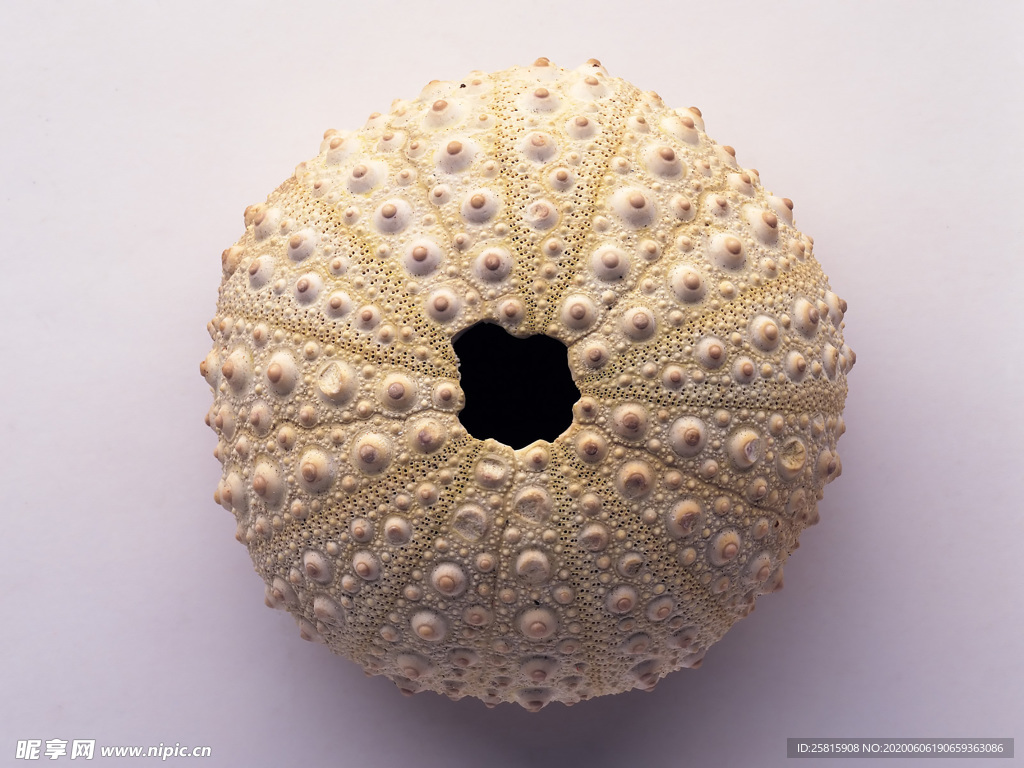 贝壳海螺唯美图片