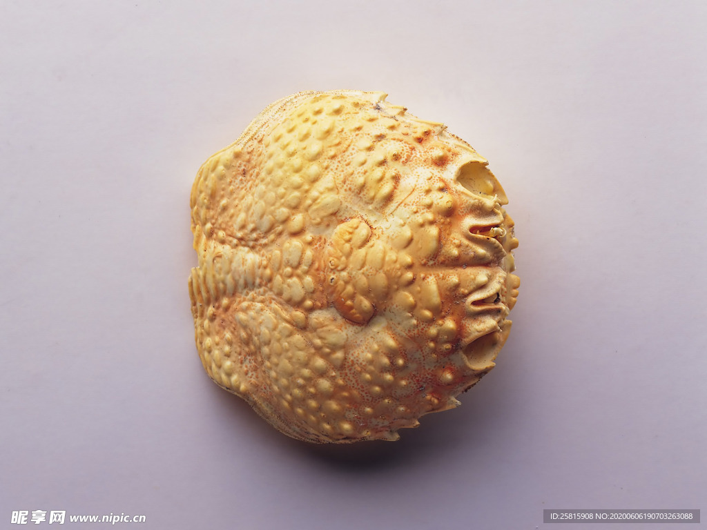 贝壳海螺唯美图片