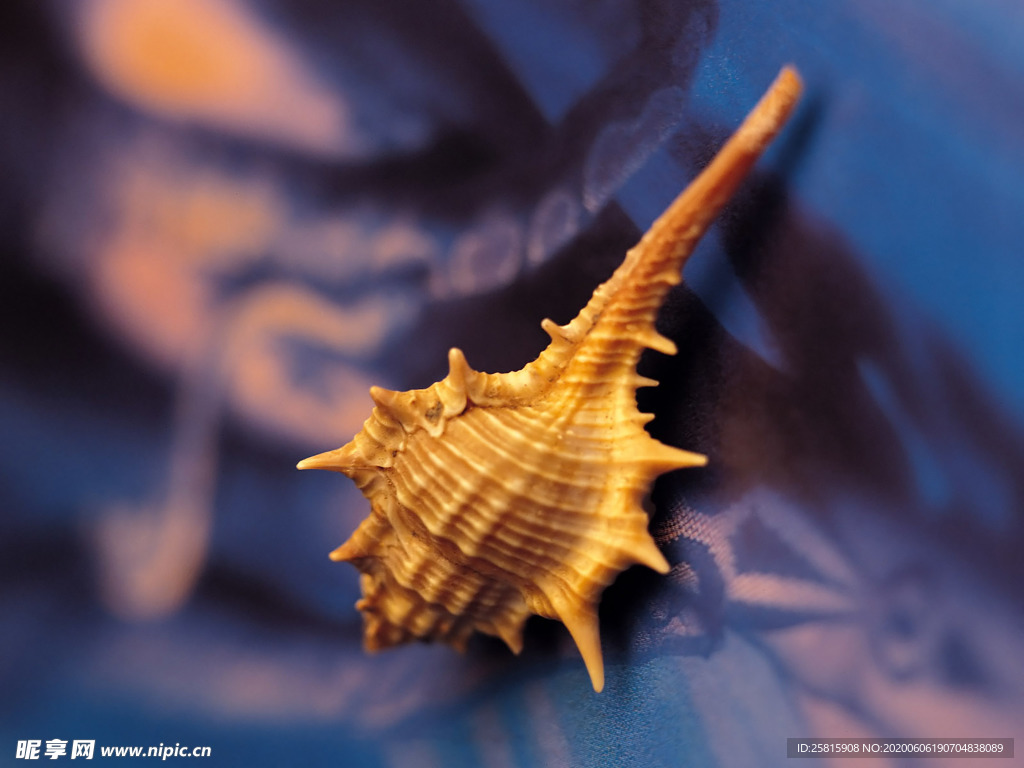 贝壳海螺唯美图片