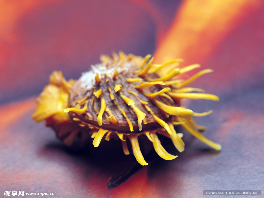 贝壳海螺唯美图片