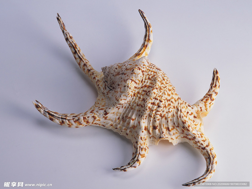 贝壳海螺唯美图片