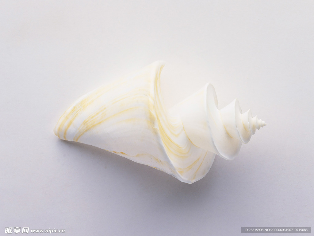 贝壳海螺唯美图片