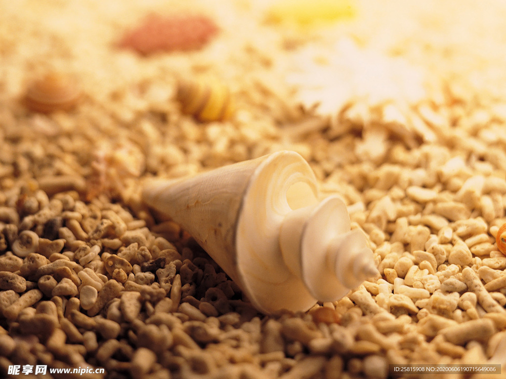 贝壳海螺唯美图片