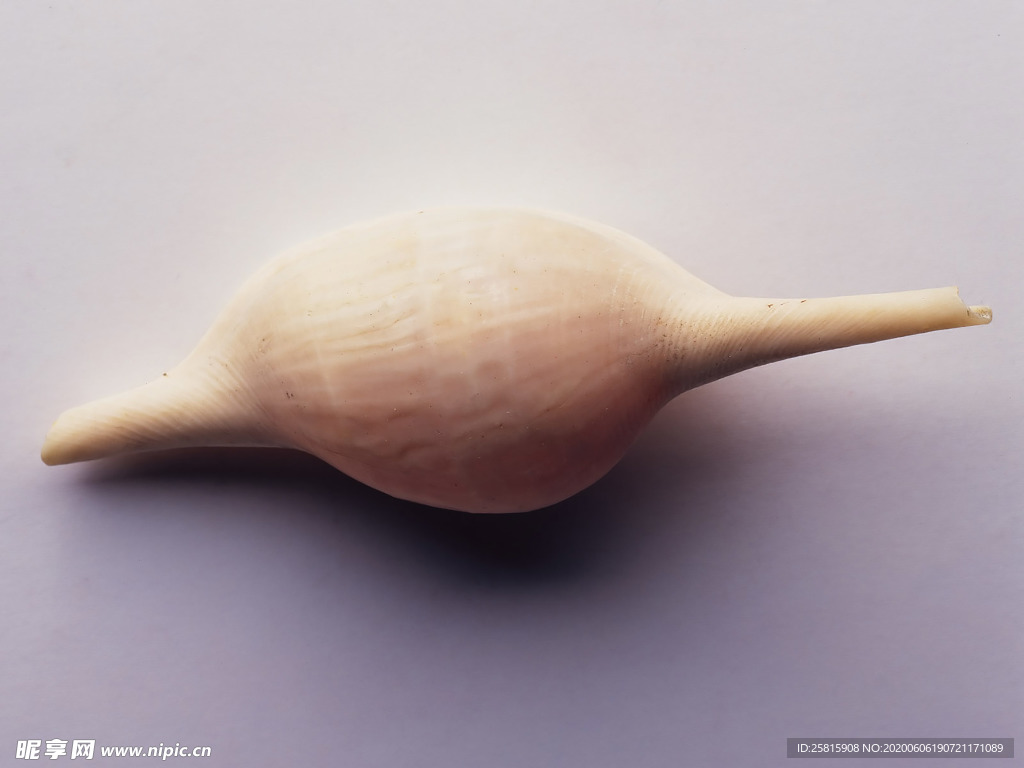 贝壳海螺唯美图片