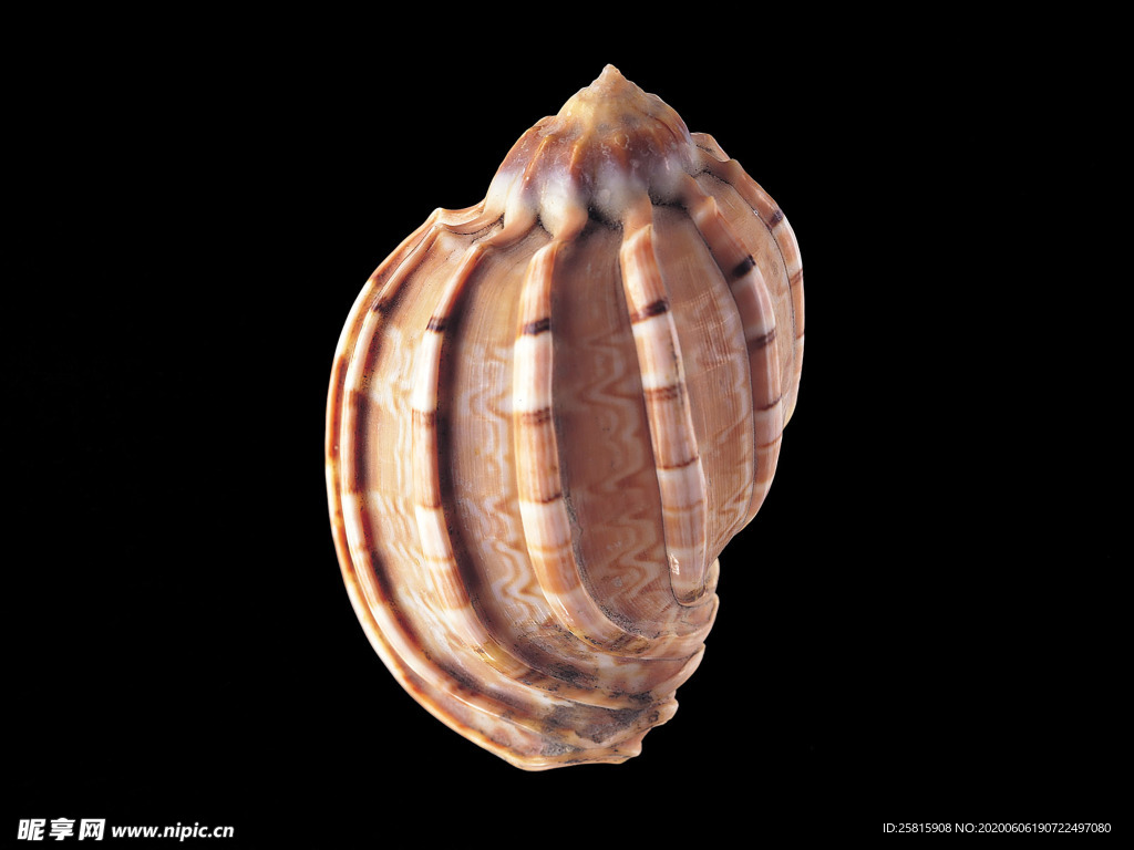 贝壳海螺唯美图片