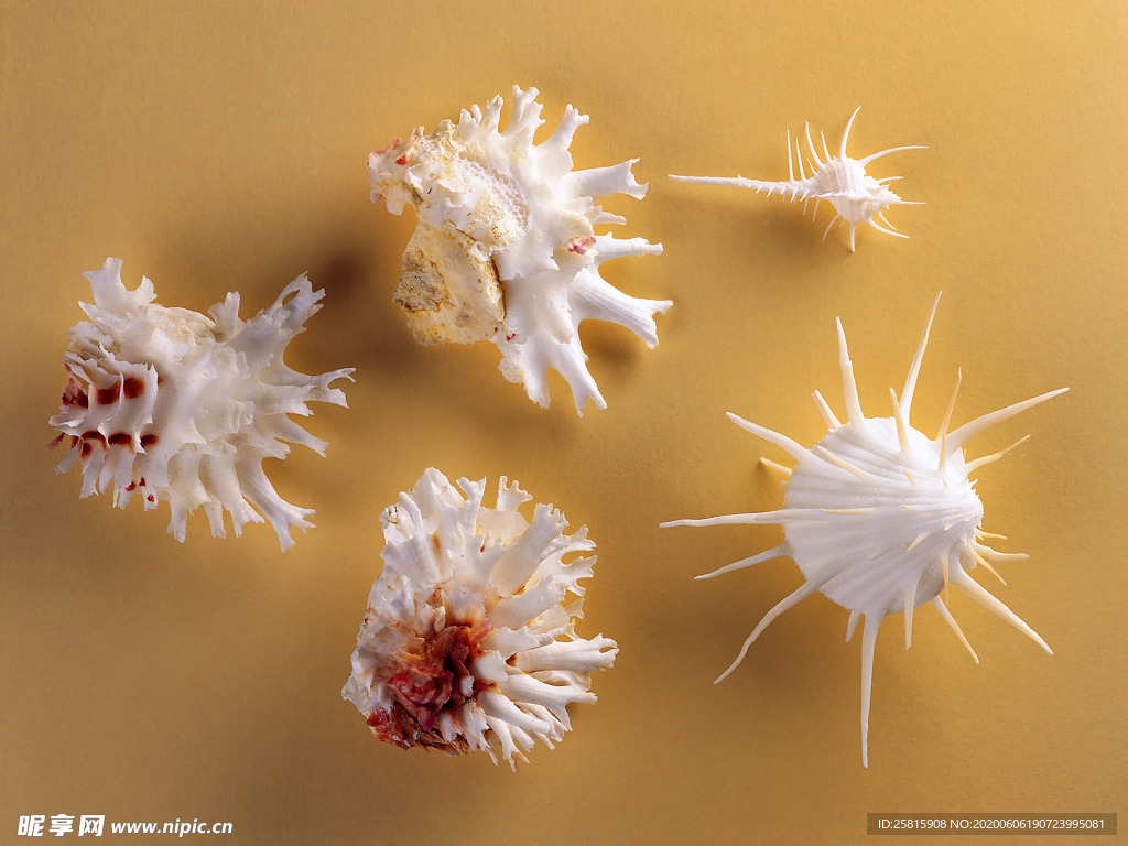 贝壳海螺唯美图片