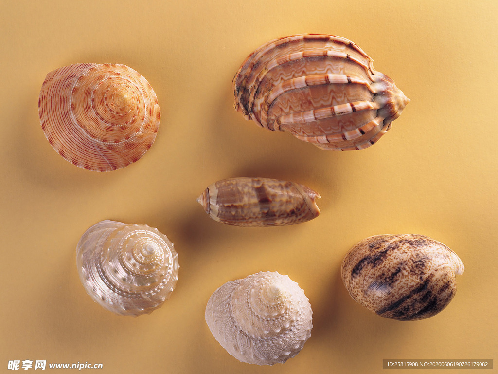 贝壳海螺唯美图片