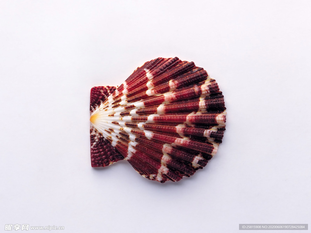 贝壳海螺唯美图片