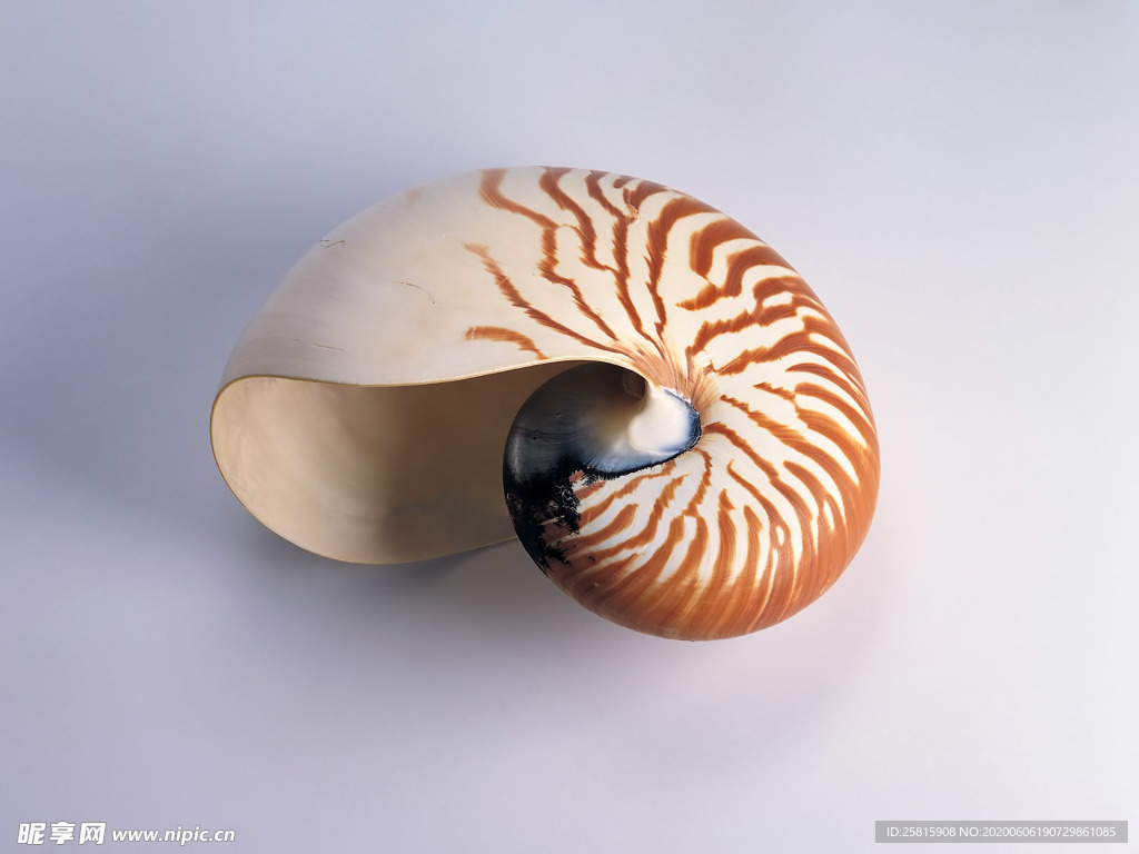 贝壳海螺唯美图片