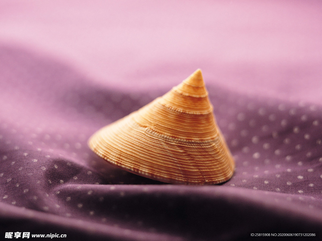 贝壳海螺唯美图片