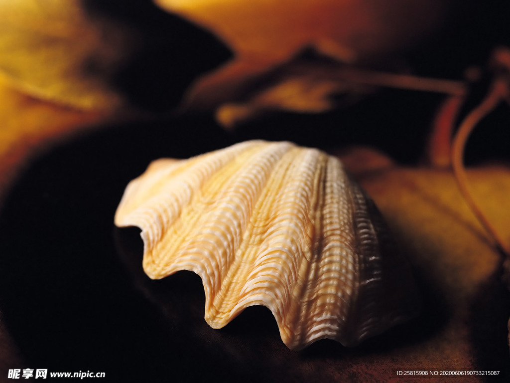 贝壳海螺唯美图片