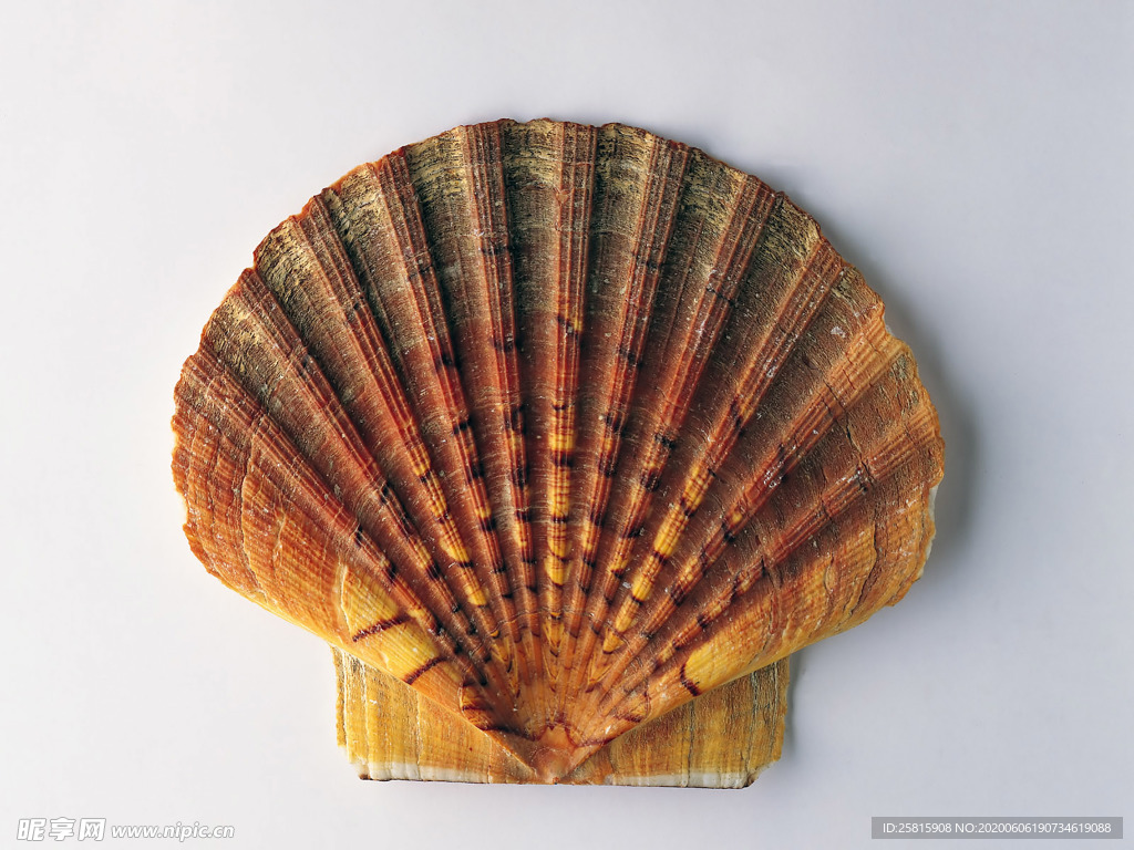 贝壳海螺唯美图片