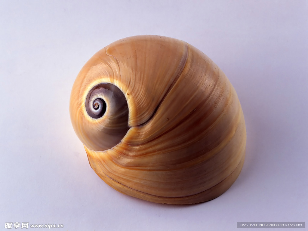 贝壳海螺唯美图片
