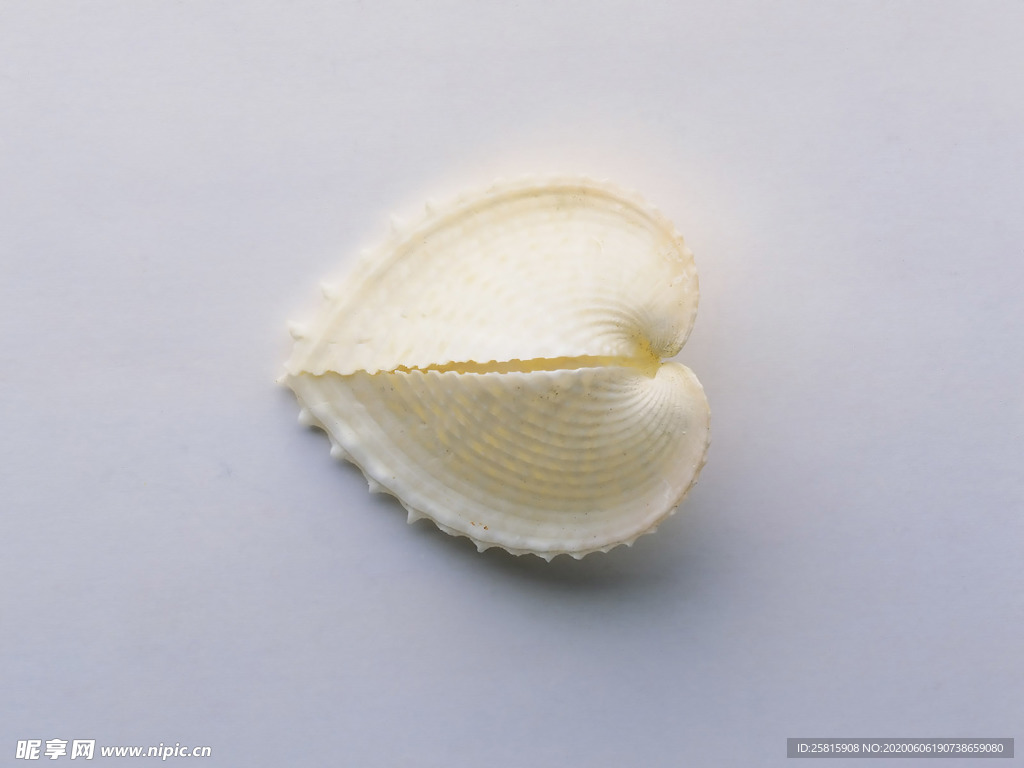 贝壳海螺唯美图片