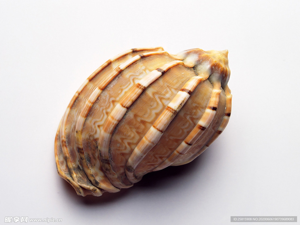 贝壳海螺唯美图片