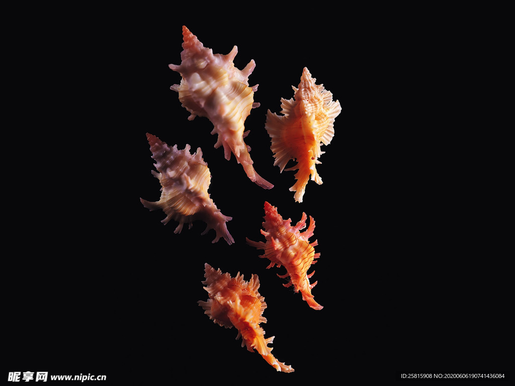 贝壳海螺唯美图片