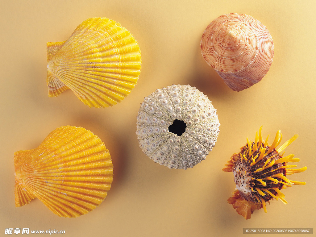 贝壳海螺唯美图片