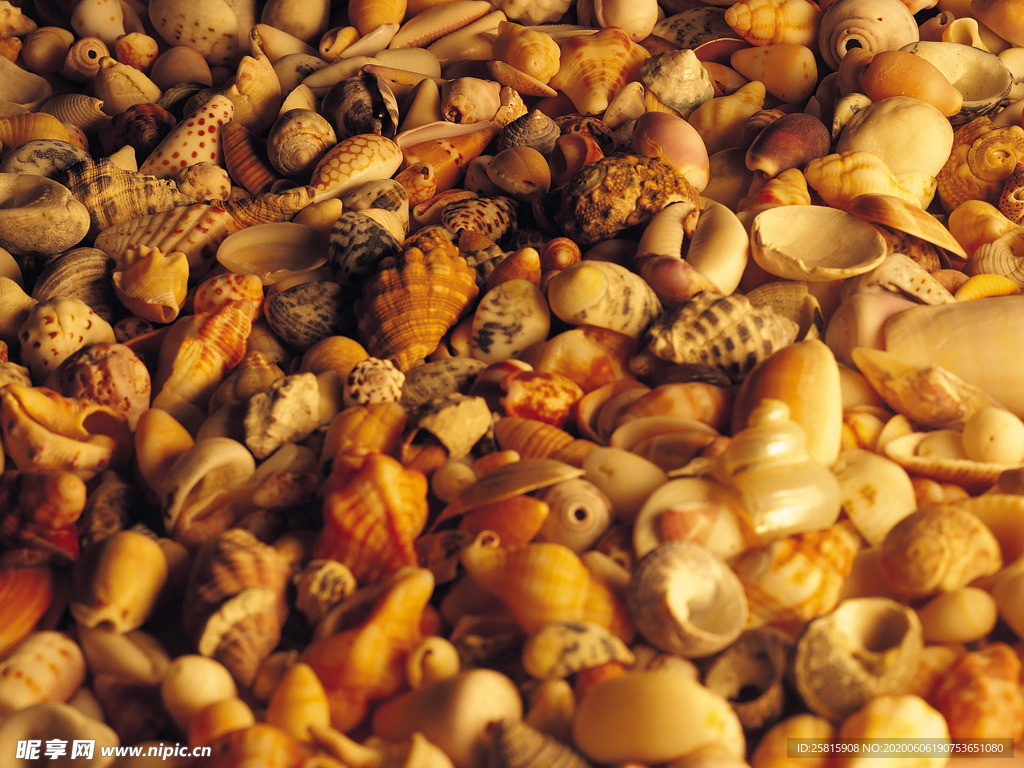 贝壳海螺唯美图片