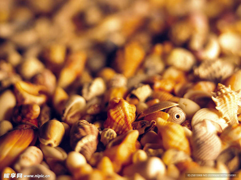 贝壳海螺唯美图片