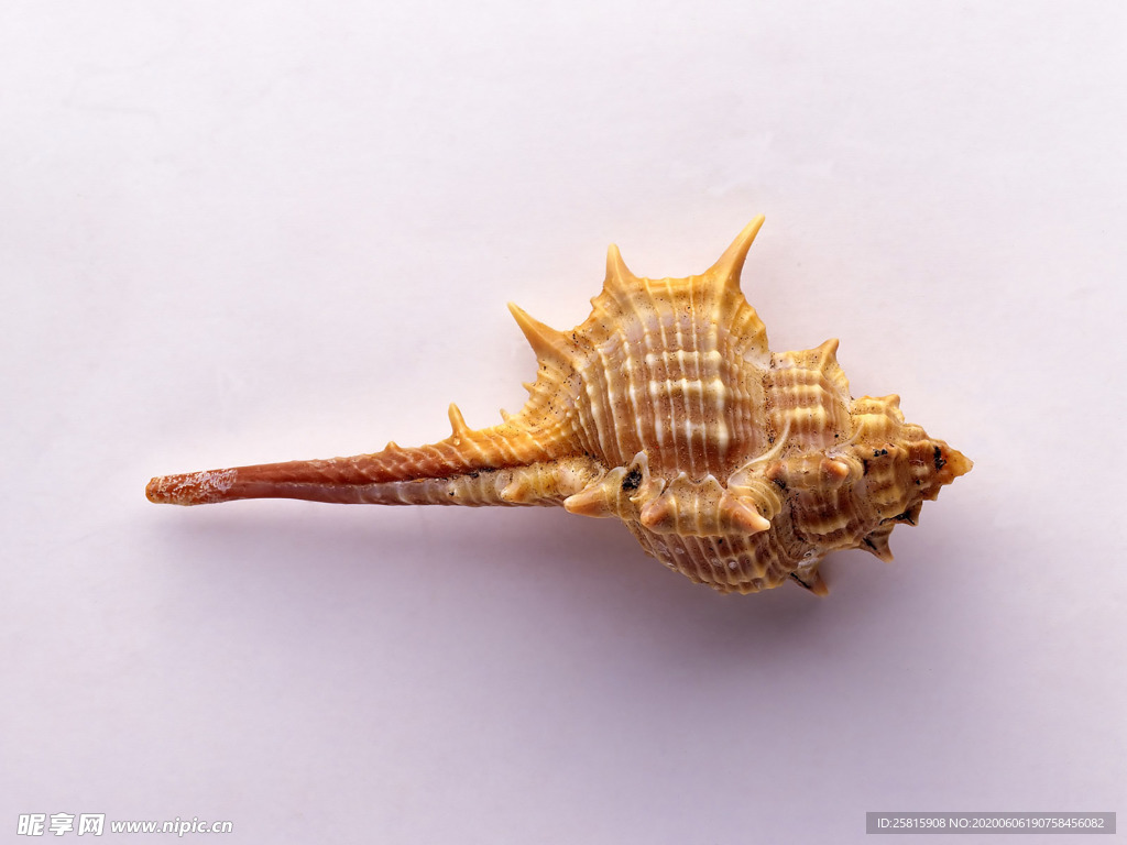 贝壳海螺唯美图片