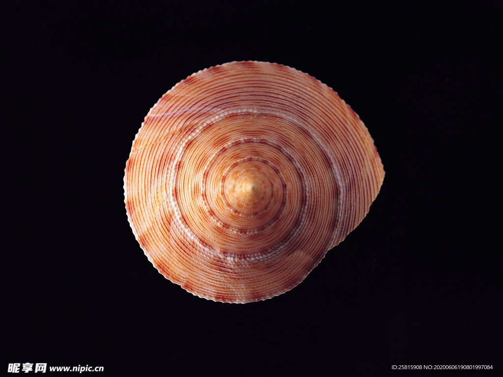 贝壳海螺唯美图片