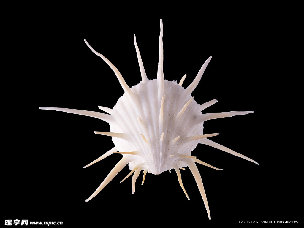 贝壳海螺唯美图片