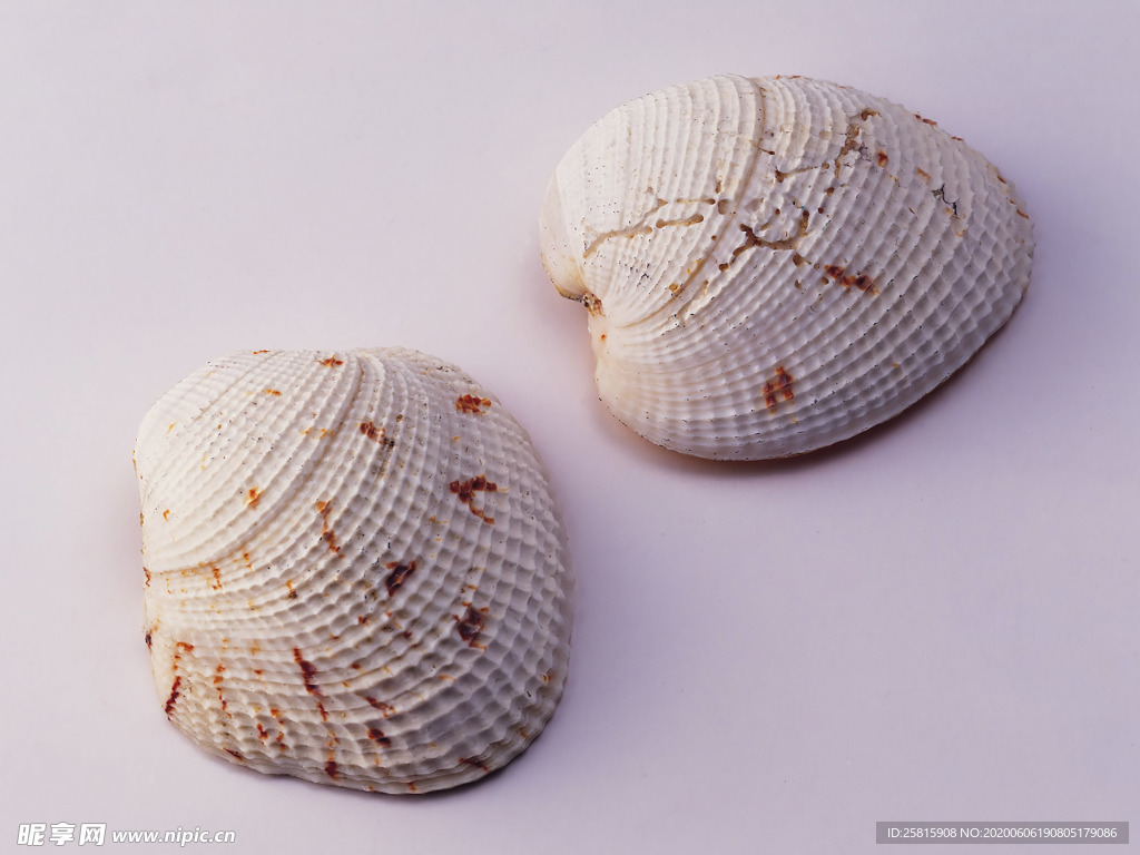 贝壳海螺唯美图片