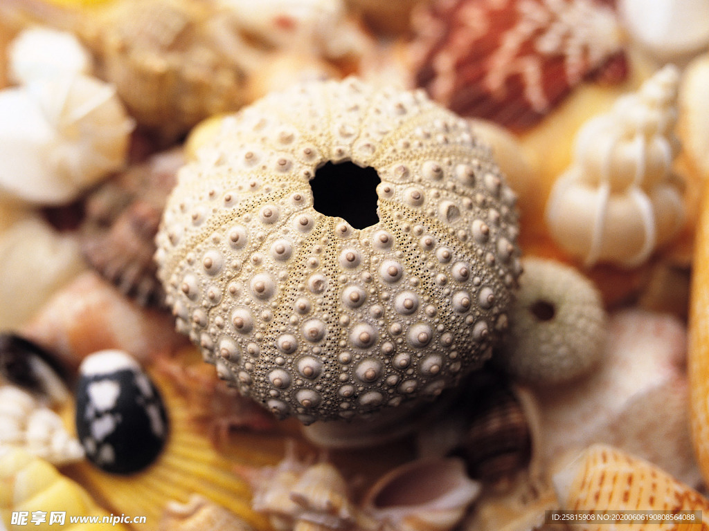 贝壳海螺唯美图片