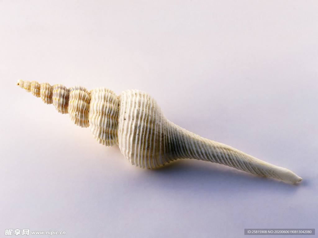 贝壳海螺唯美图片