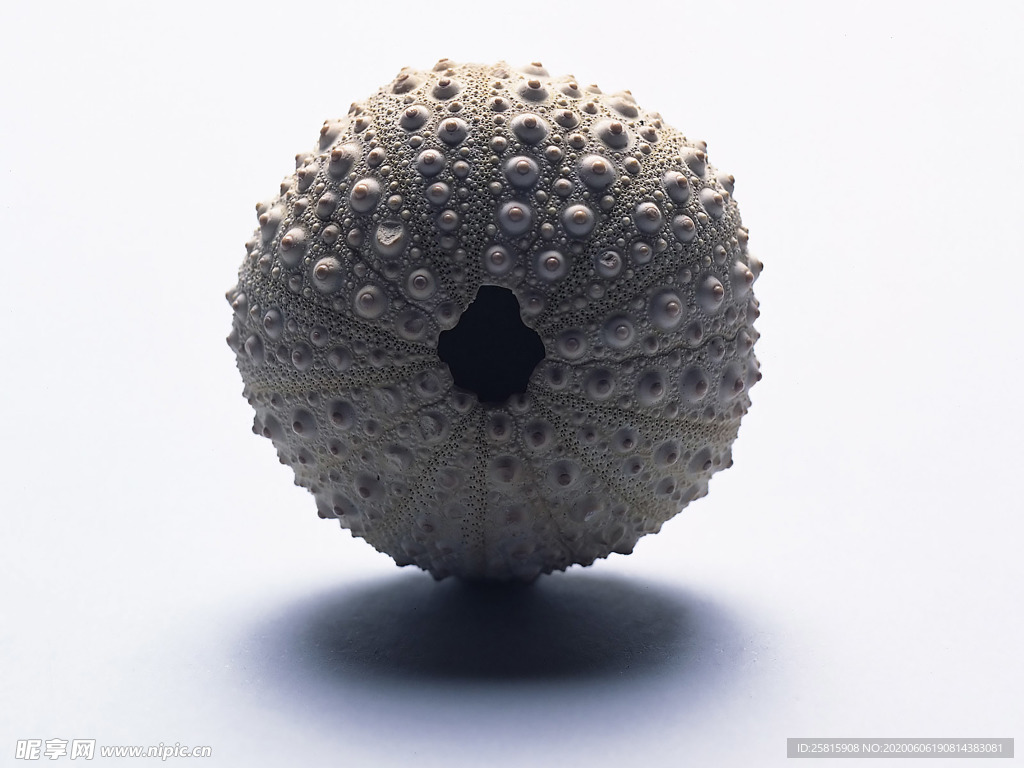 贝壳海螺唯美图片