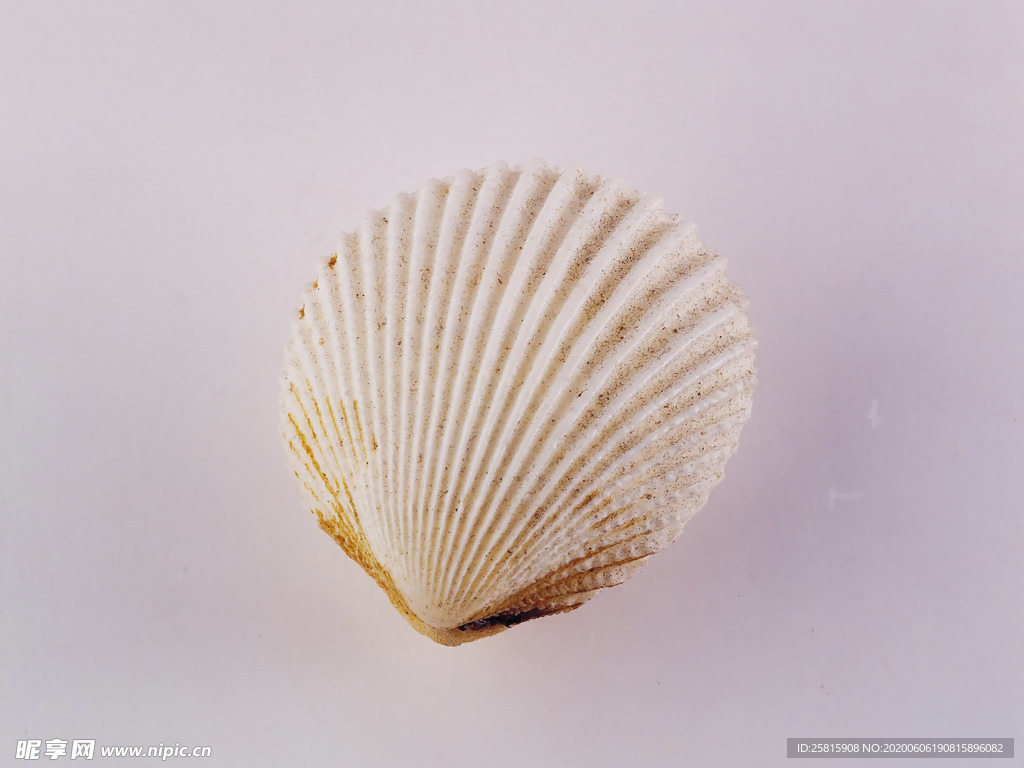 贝壳海螺唯美图片
