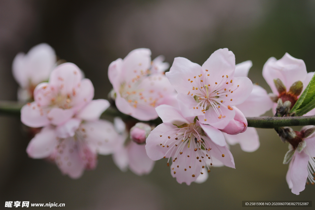 桃花桃树桃花林图片