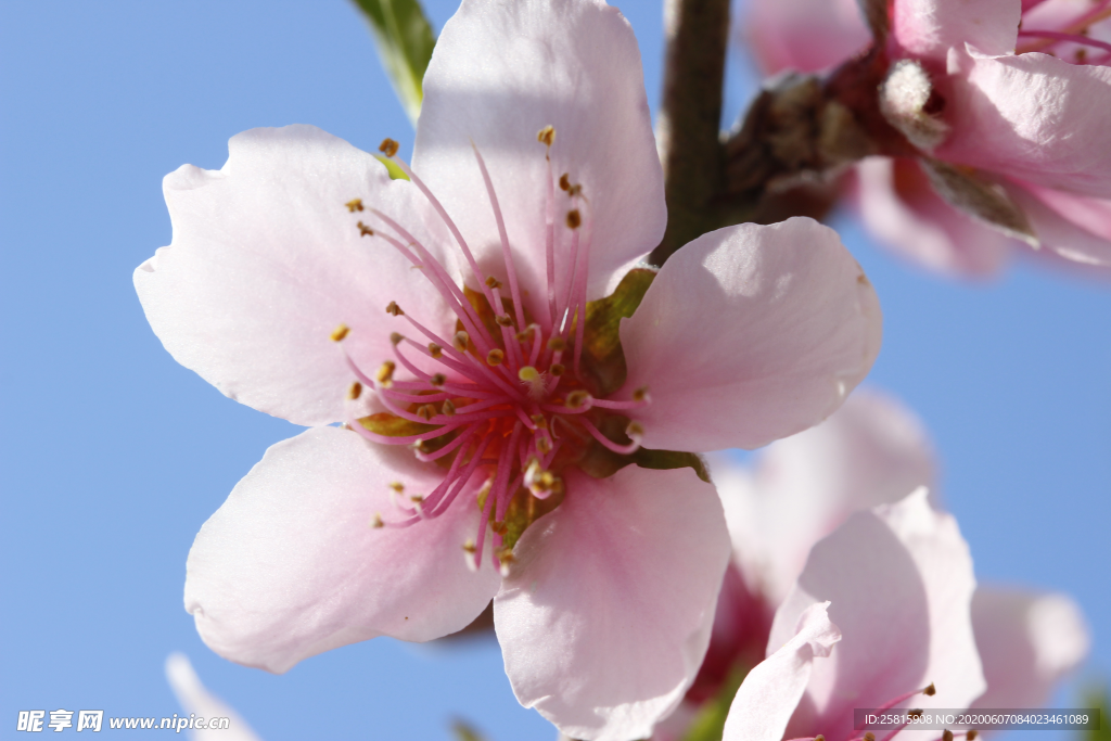 桃花桃树桃花林图片