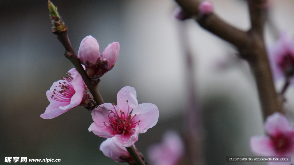 桃花桃树桃花林图片