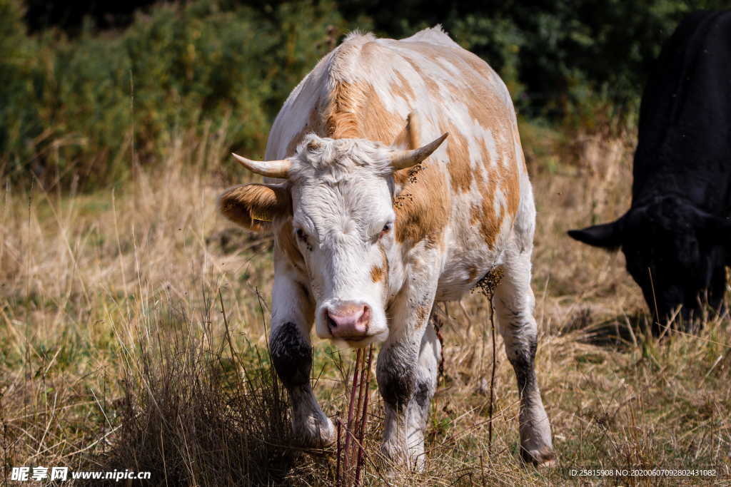 水牛奶牛肉牛黄牛红牛图片