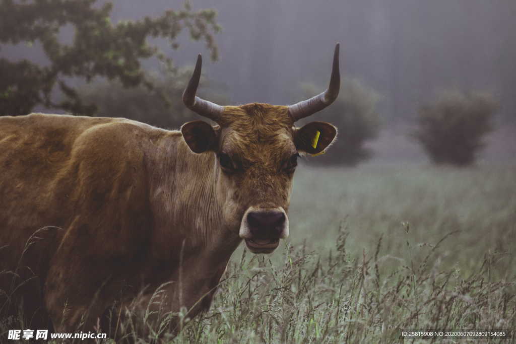 水牛奶牛肉牛黄牛红牛图片