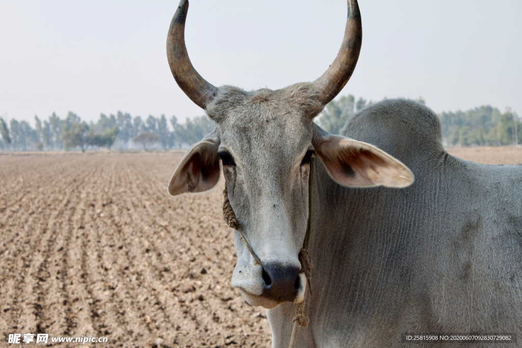 水牛奶牛肉牛黄牛红牛图片