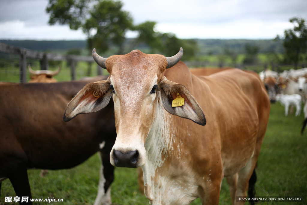 水牛奶牛肉牛黄牛红牛图片