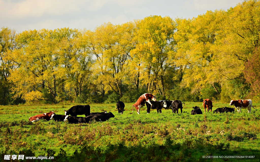 水牛奶牛肉牛黄牛红牛图片