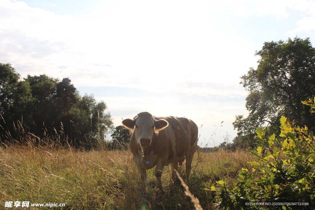 水牛奶牛肉牛黄牛红牛图片