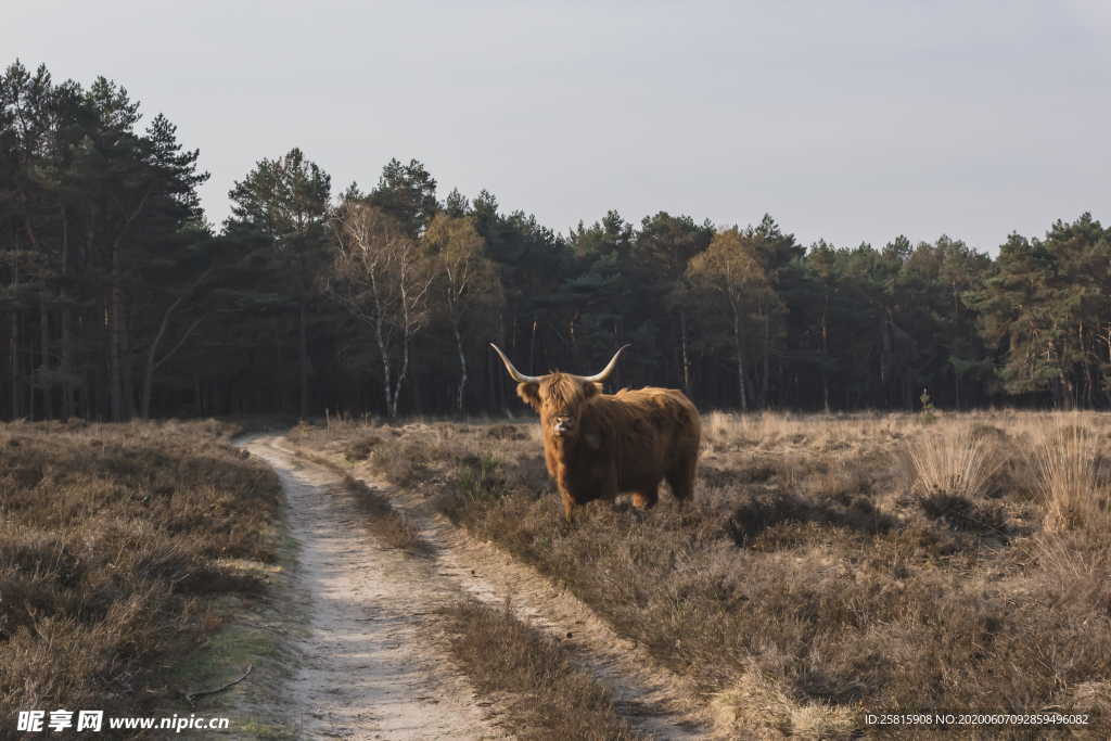 水牛奶牛肉牛黄牛红牛图片