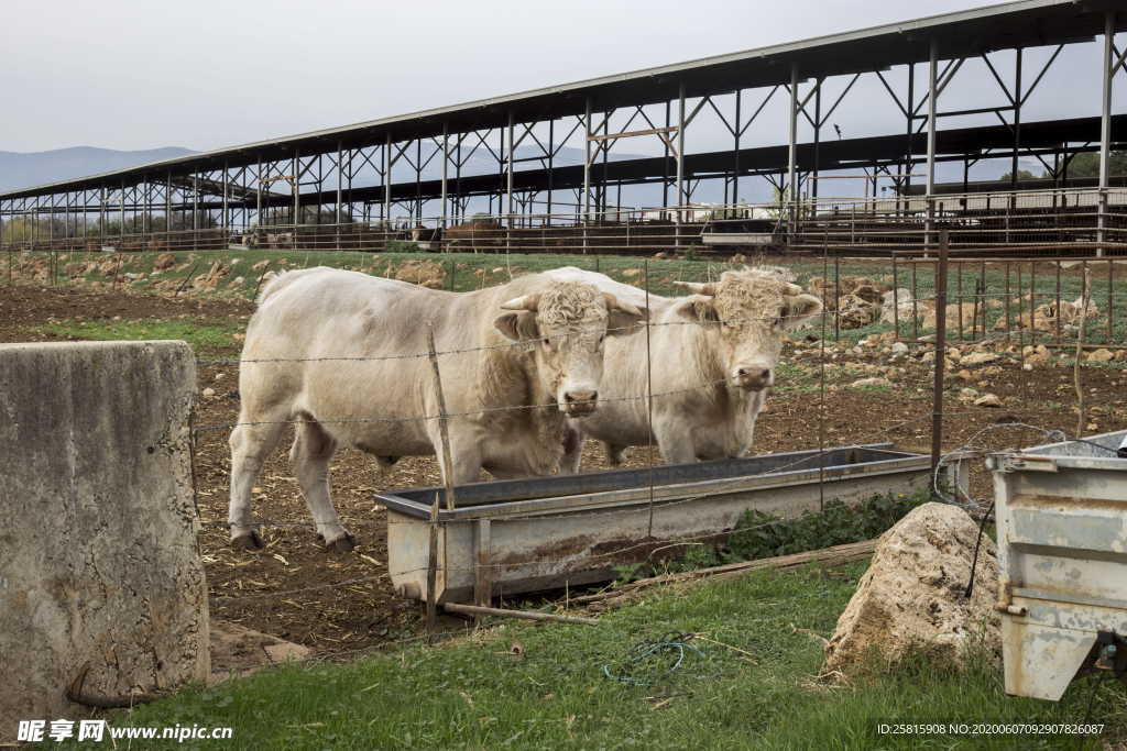 水牛奶牛肉牛黄牛红牛图片