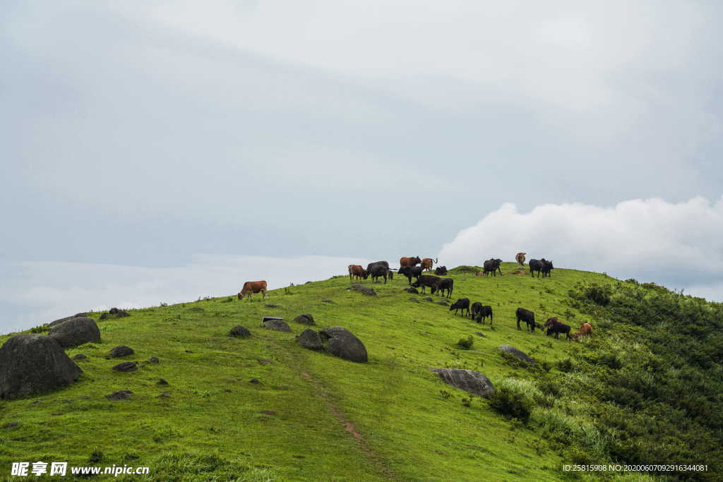 水牛奶牛肉牛黄牛红牛图片