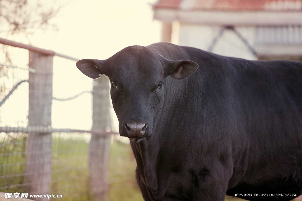 水牛奶牛肉牛黄牛红牛图片
