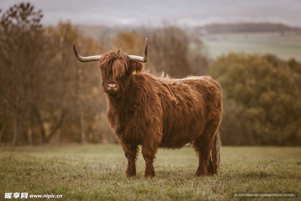 水牛奶牛肉牛黄牛红牛图片
