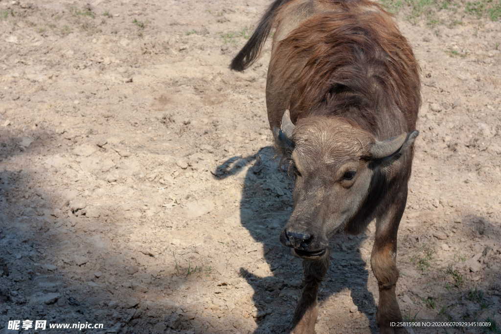 水牛奶牛肉牛黄牛红牛图片