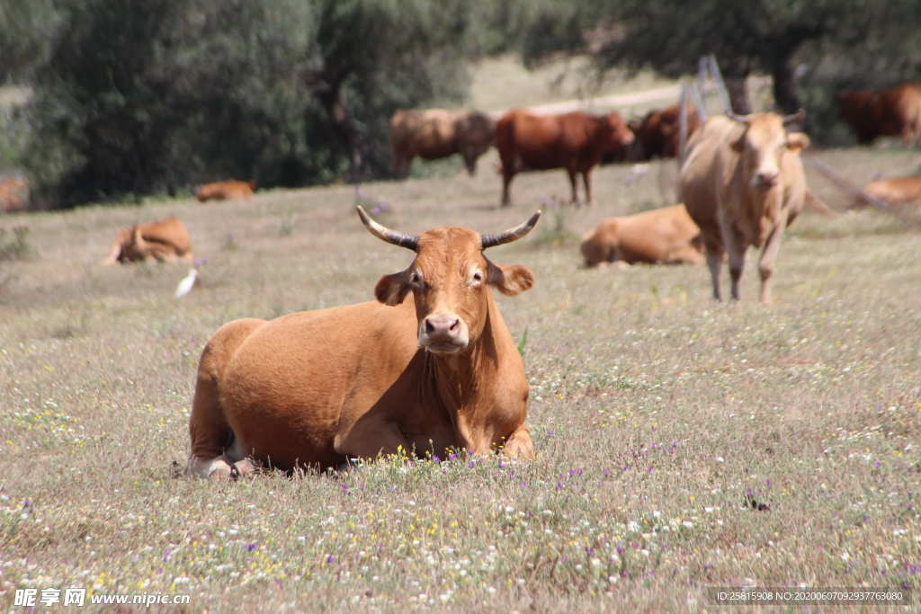 水牛奶牛肉牛黄牛红牛图片