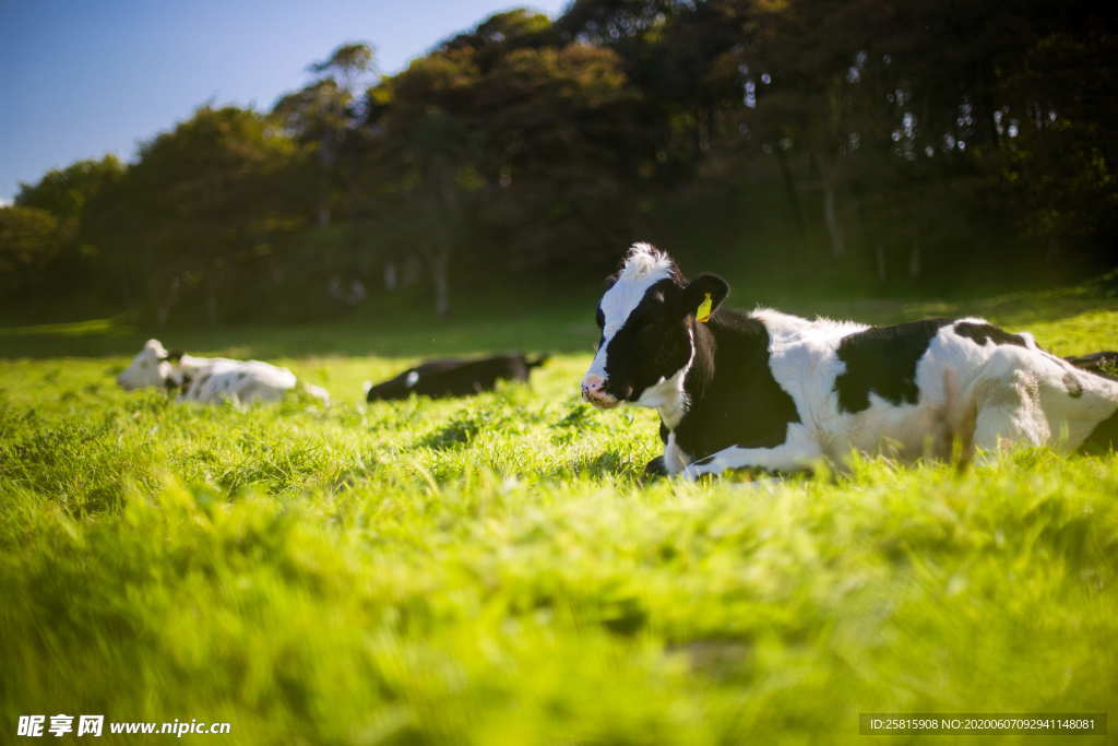 水牛奶牛肉牛黄牛红牛图片
